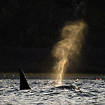 BB 15 0598 / Orcinus orca / Spekkhogger